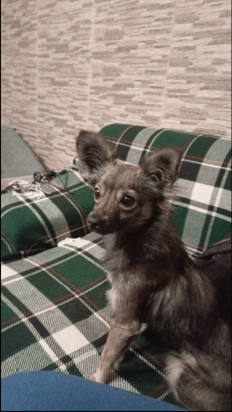 chihuahua poile long