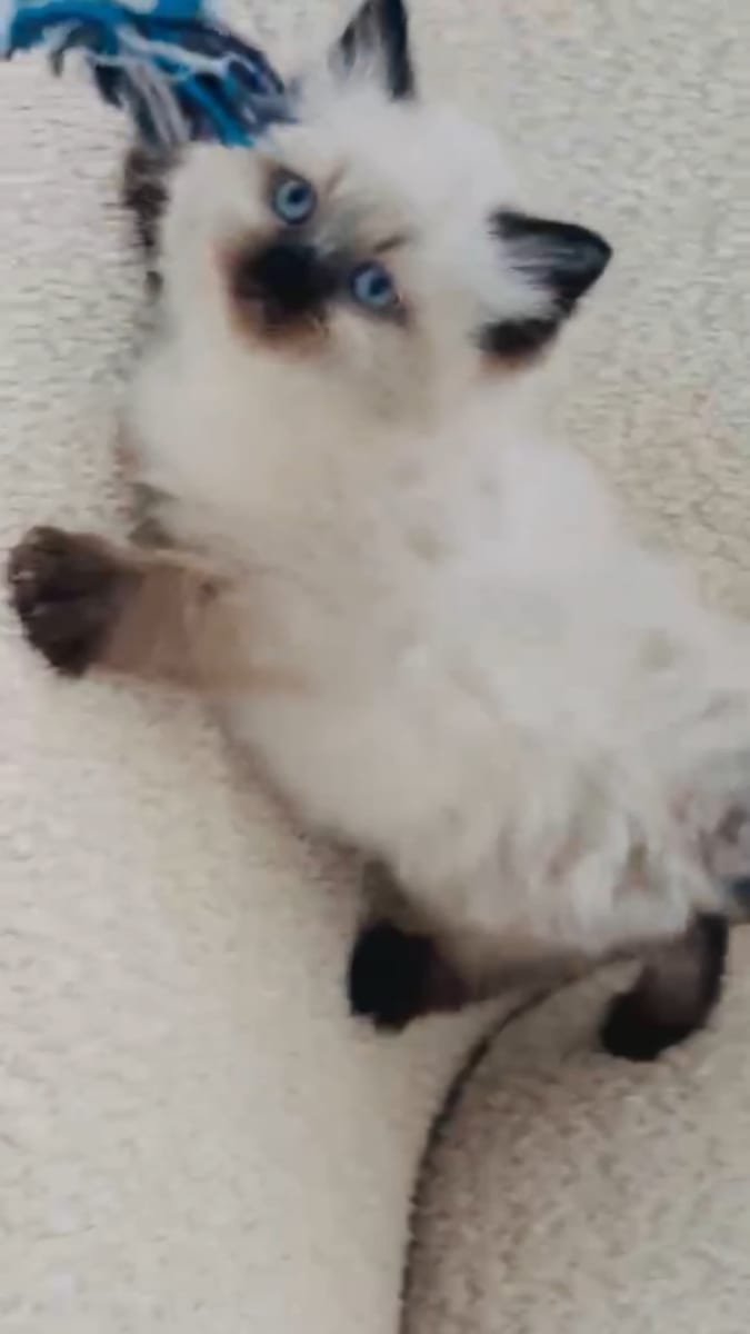 Femelle ragdoll  - Miniature 5