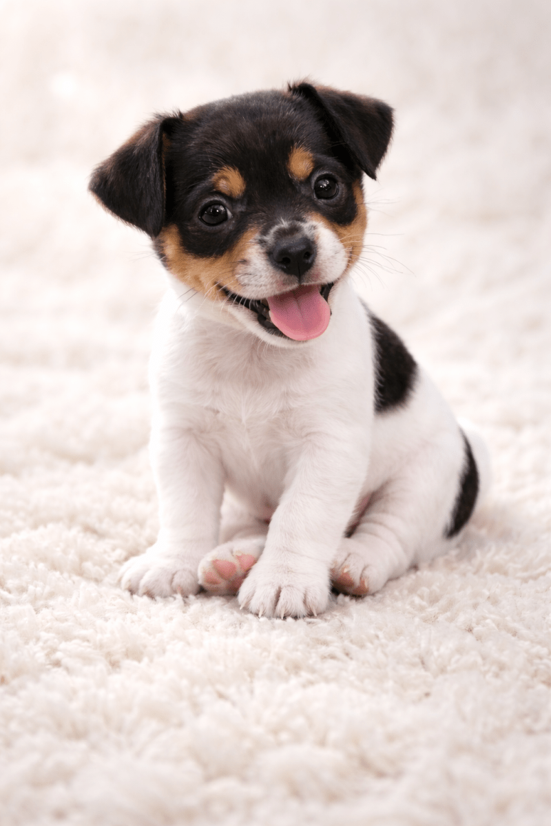  3 femelles  jack Russell terrier   