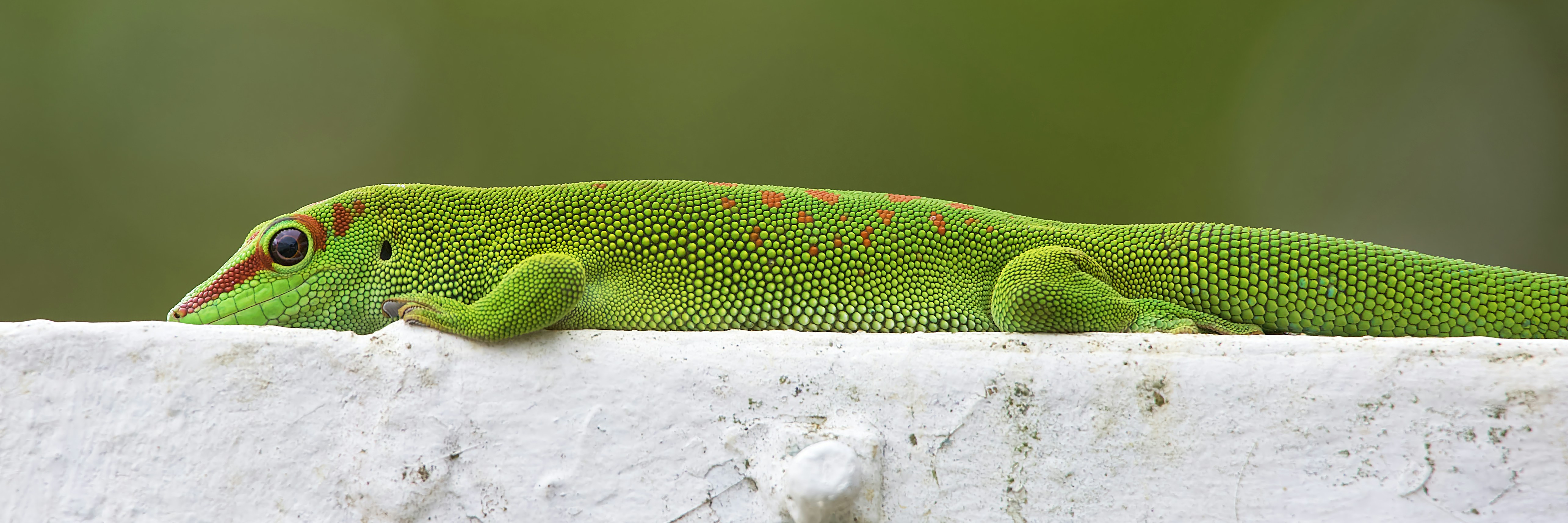 Gecko Léopard Tunisie : Guide Complet Élevage NAC Reptile 2026