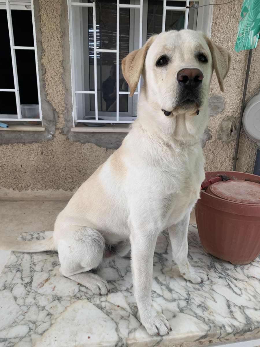 A vendre Labrador sablé