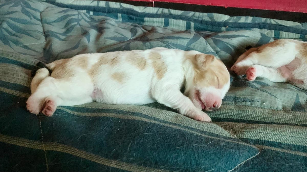 Chiots Épagneul Breton / Brittany Spaniel Puppies - Miniature 2
