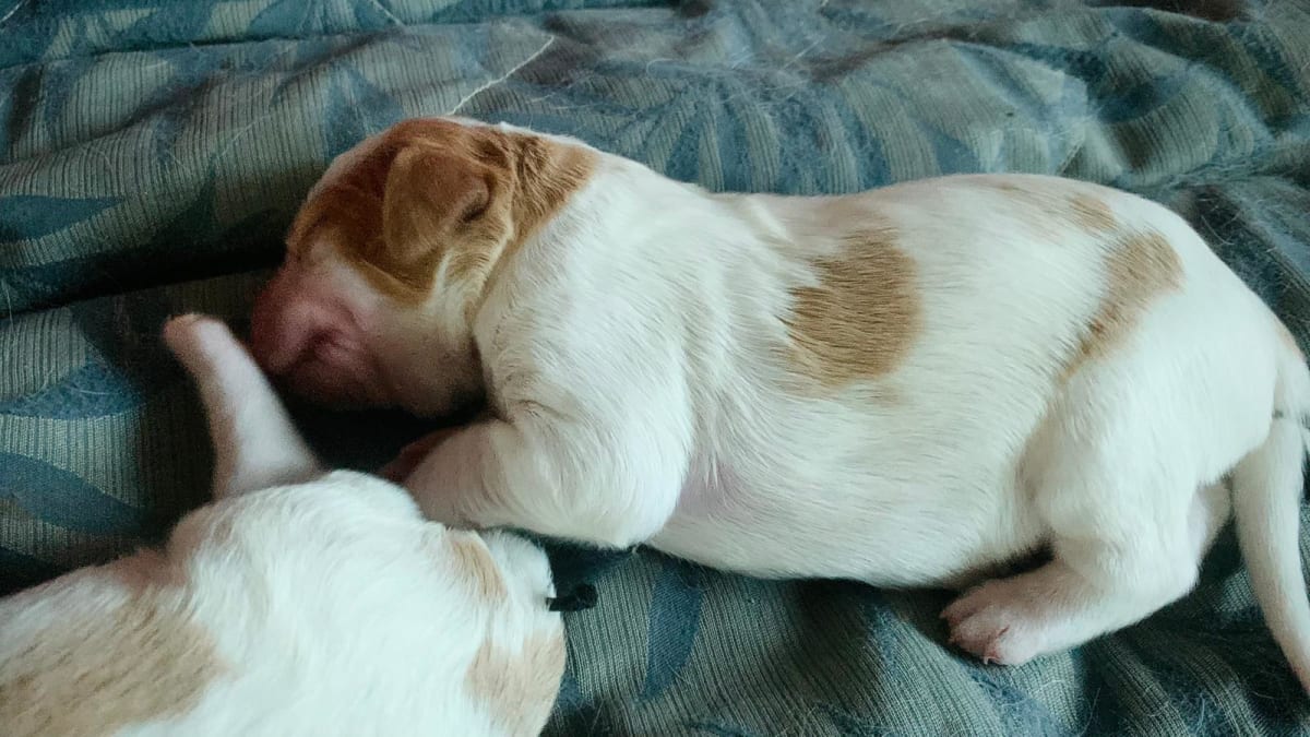 Chiots Épagneul Breton / Brittany Spaniel Puppies - Miniature 5
