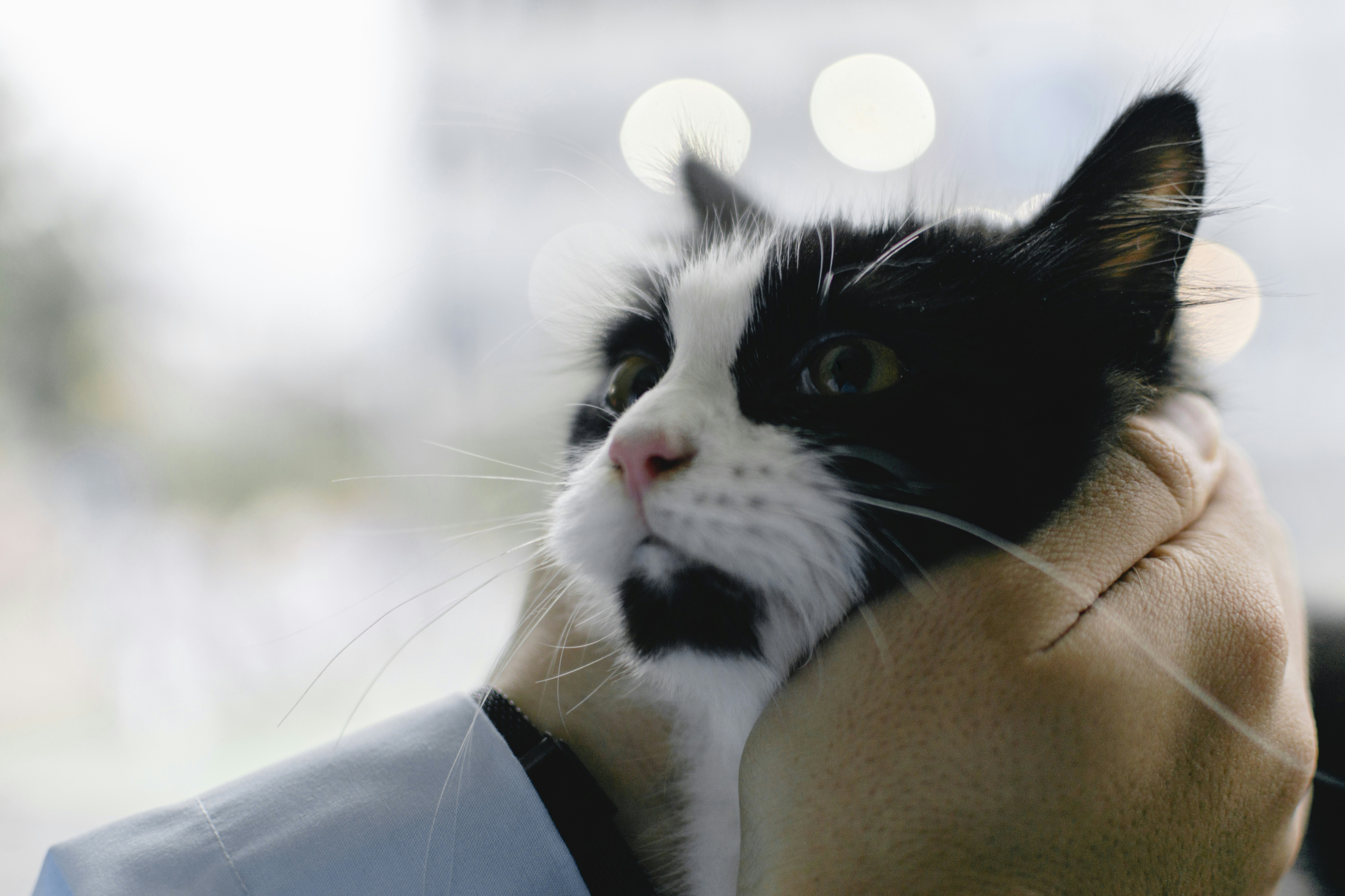 Assurance Animaux Tunisie : Guide Complet Mutuelle Santé Pets 2026