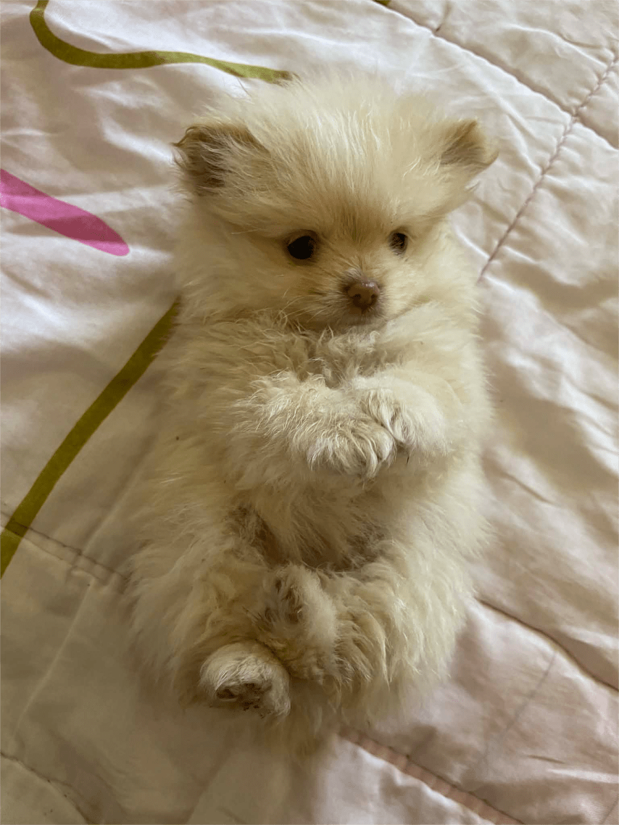adorable spitz nain