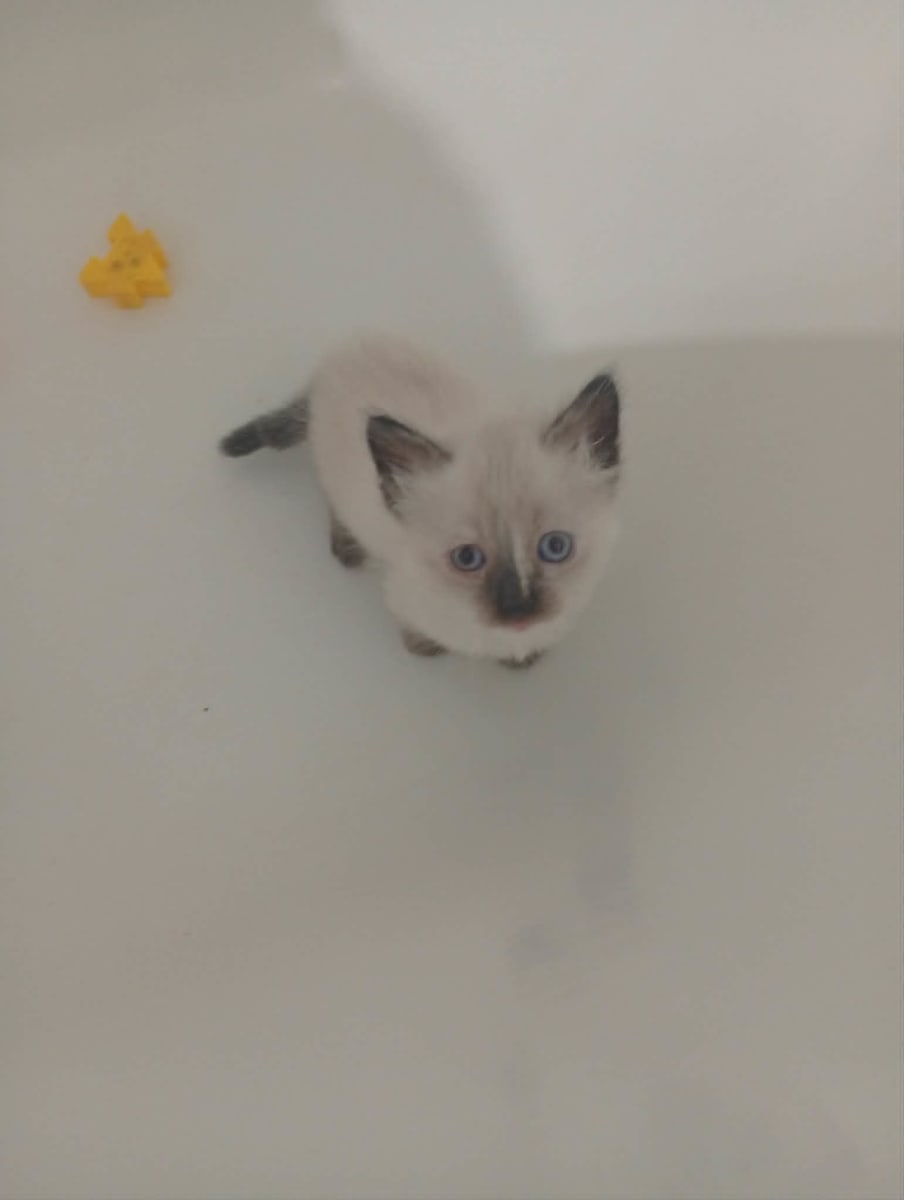 chatton - Miniature 3