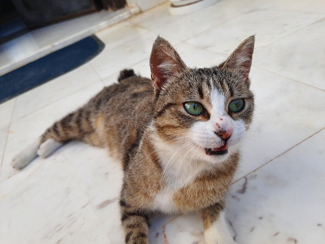 Chat tigrée à adopter