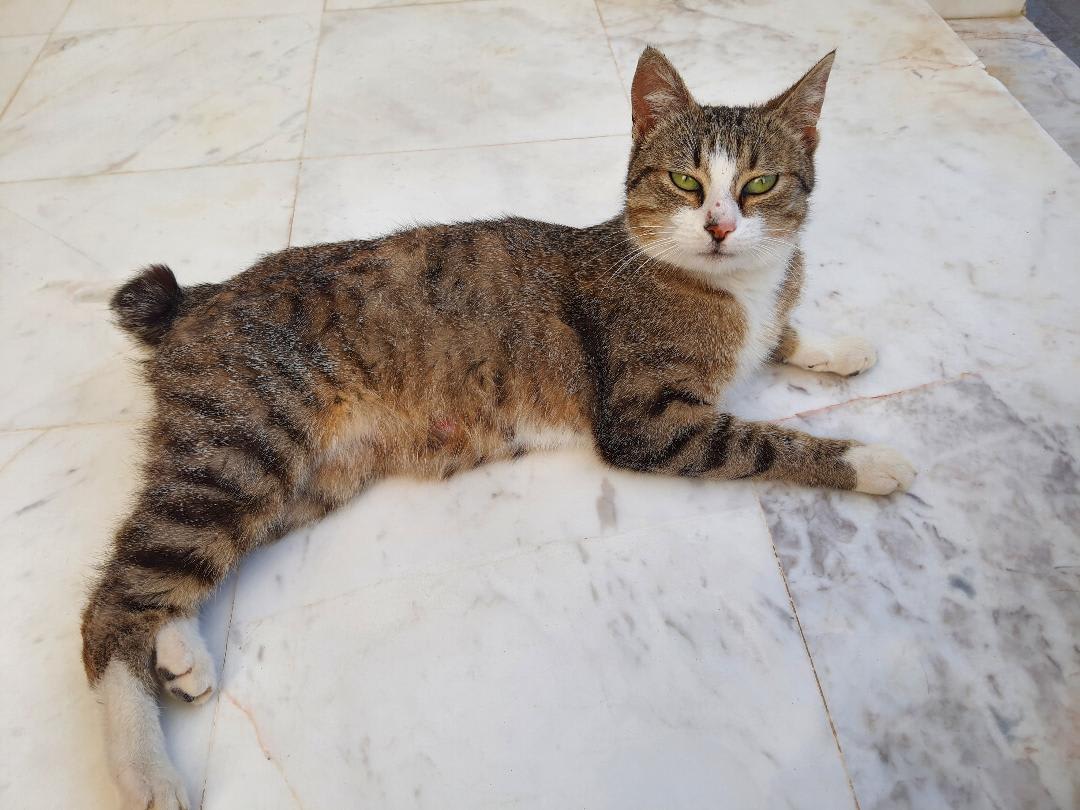 Chat tigrée à adopter - Miniature 3