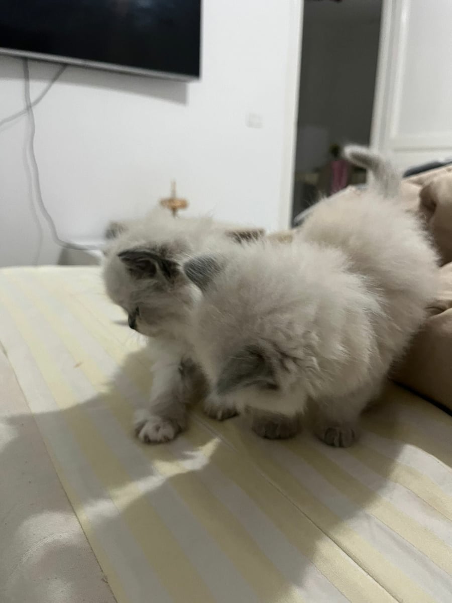 Couple persan chinchilla  - Miniature 2