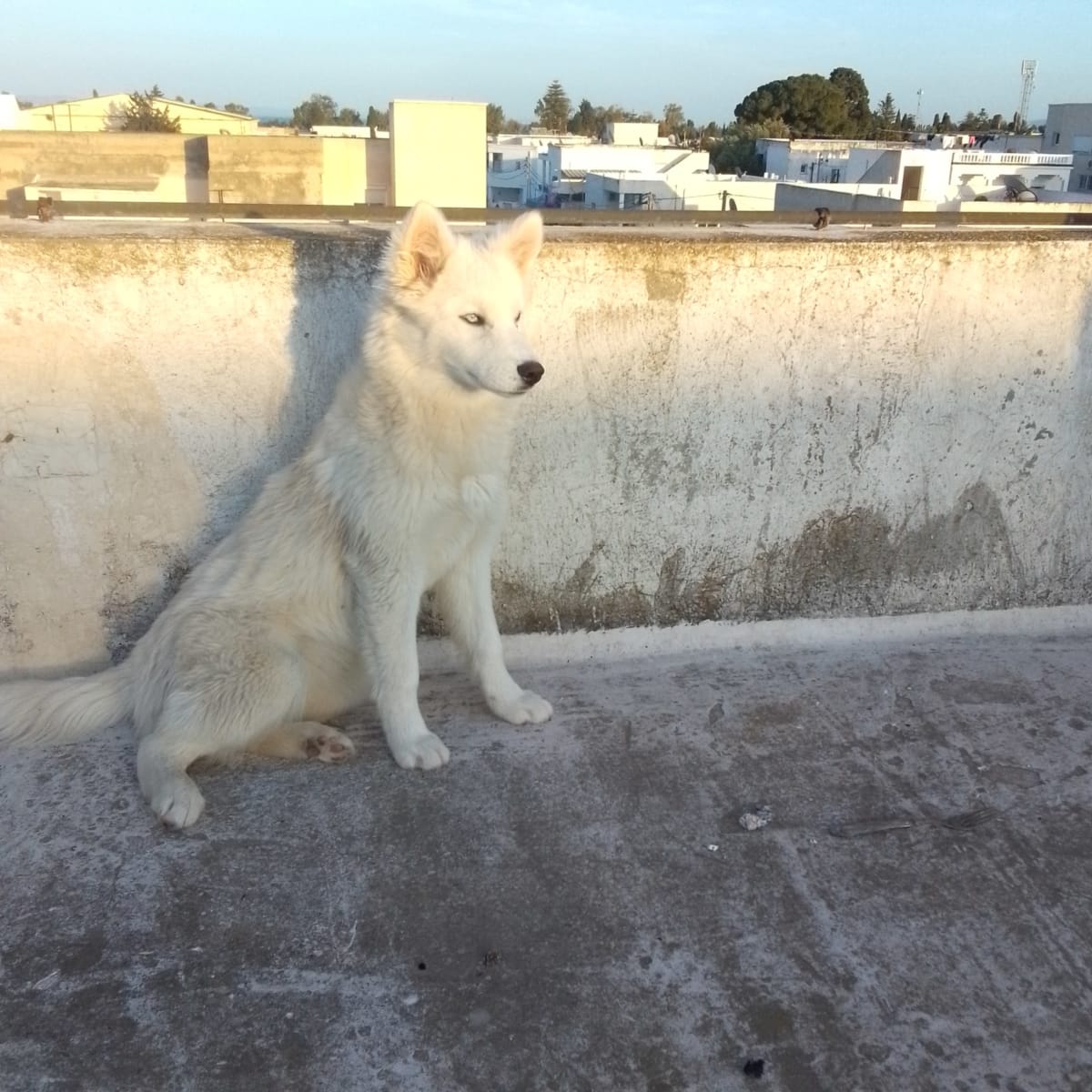 Husky serbienne  - Miniature 2