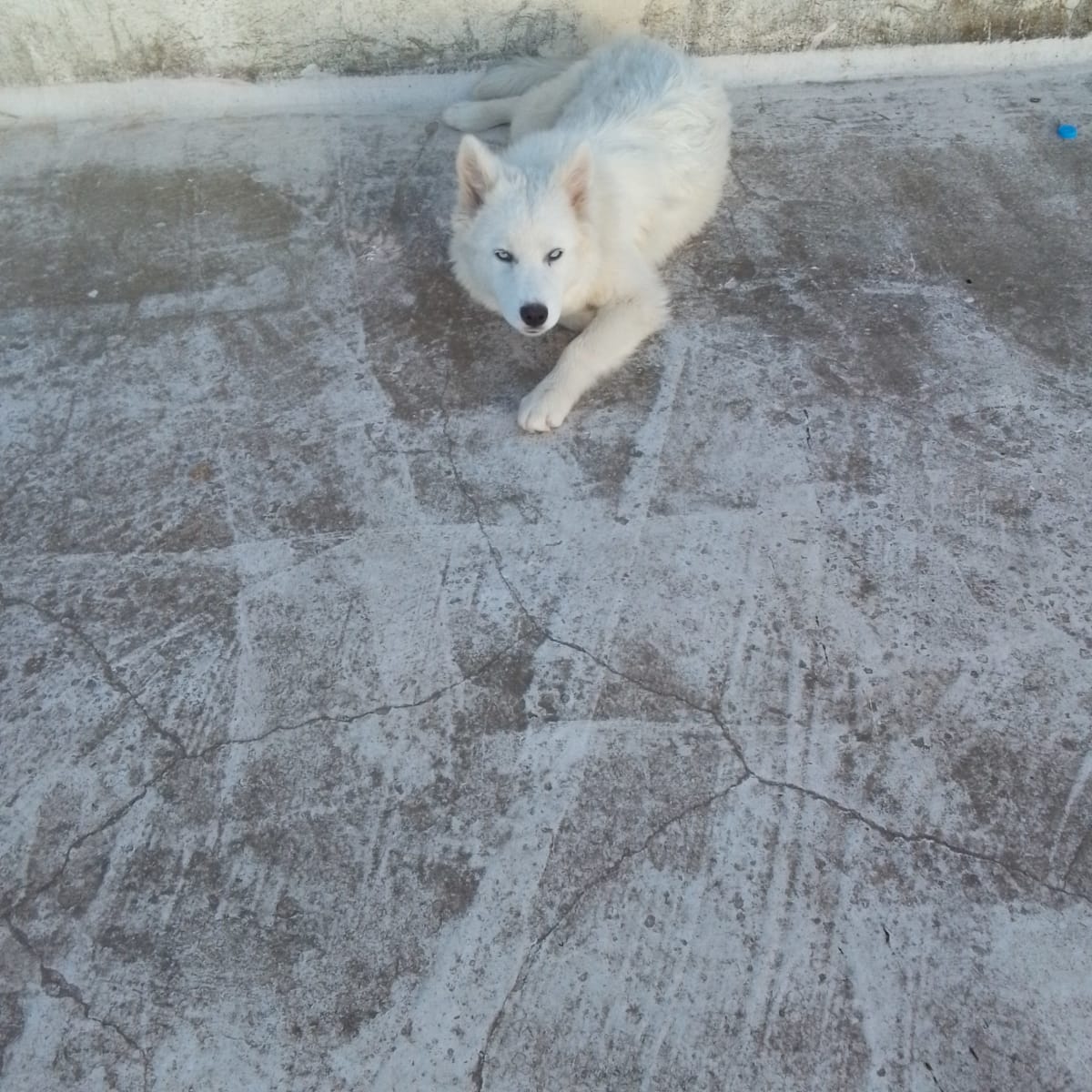 Husky serbienne  - Miniature 3