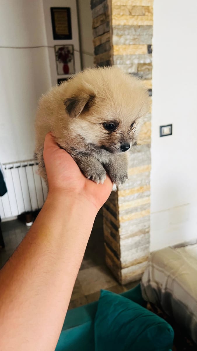 Spitz - Miniature 2