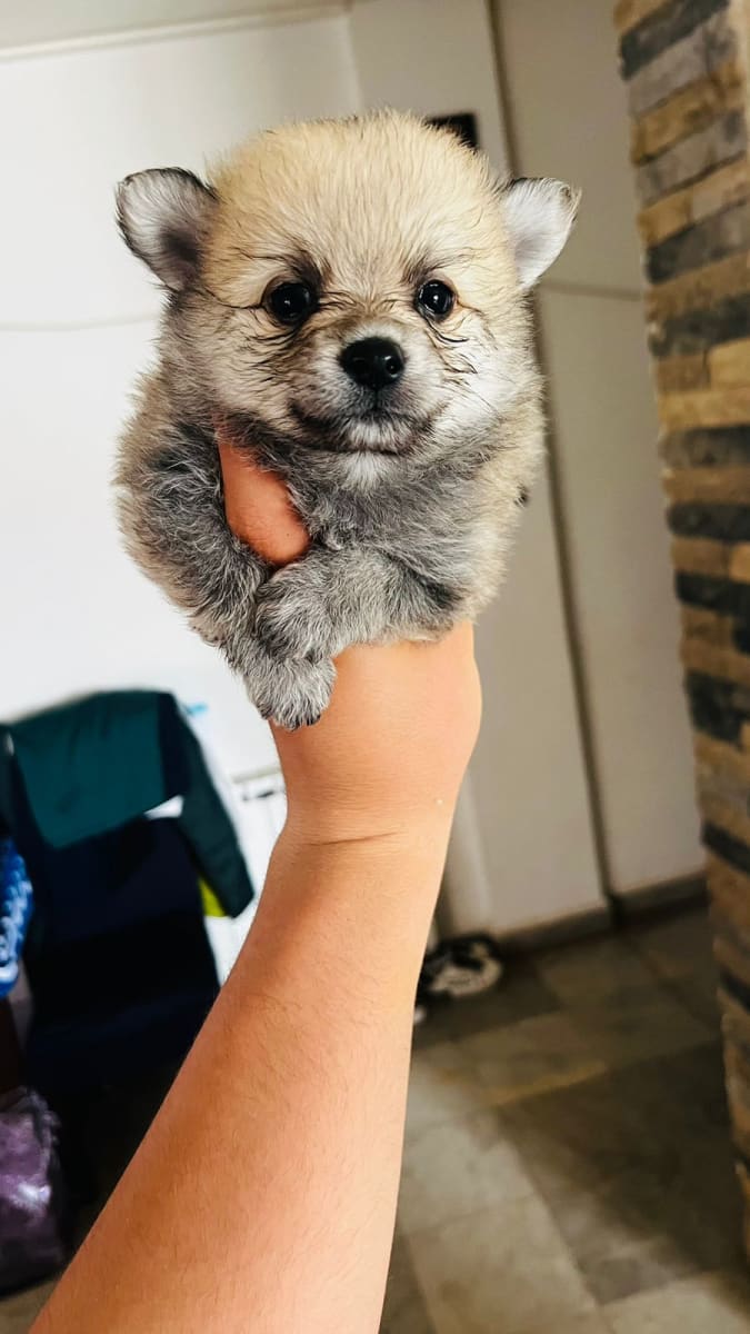 Spitz - Miniature 3