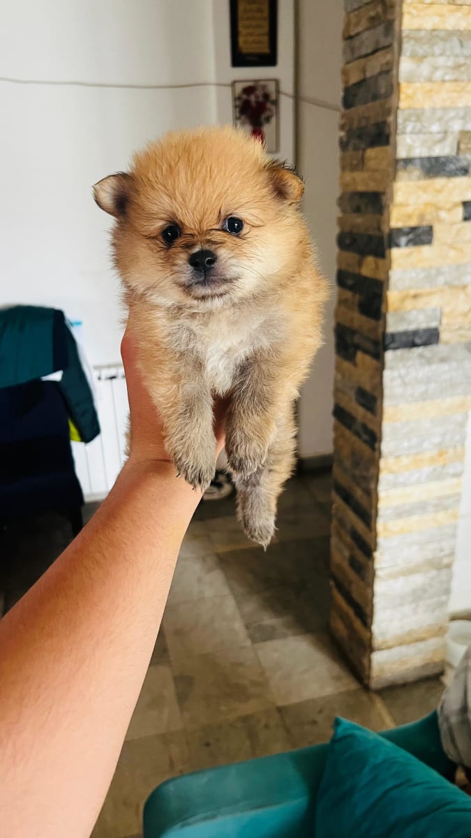 Spitz - Miniature 5