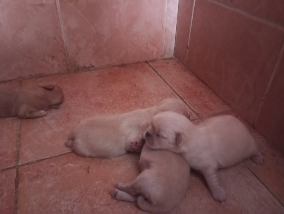 Pikinoir rednoise - Miniature 3