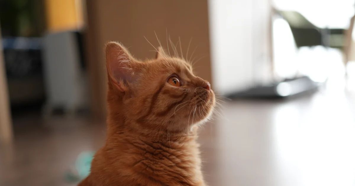 Le Chat en Tunisie : Guide Complet pour Adopter et Chouchouter Votre Félin