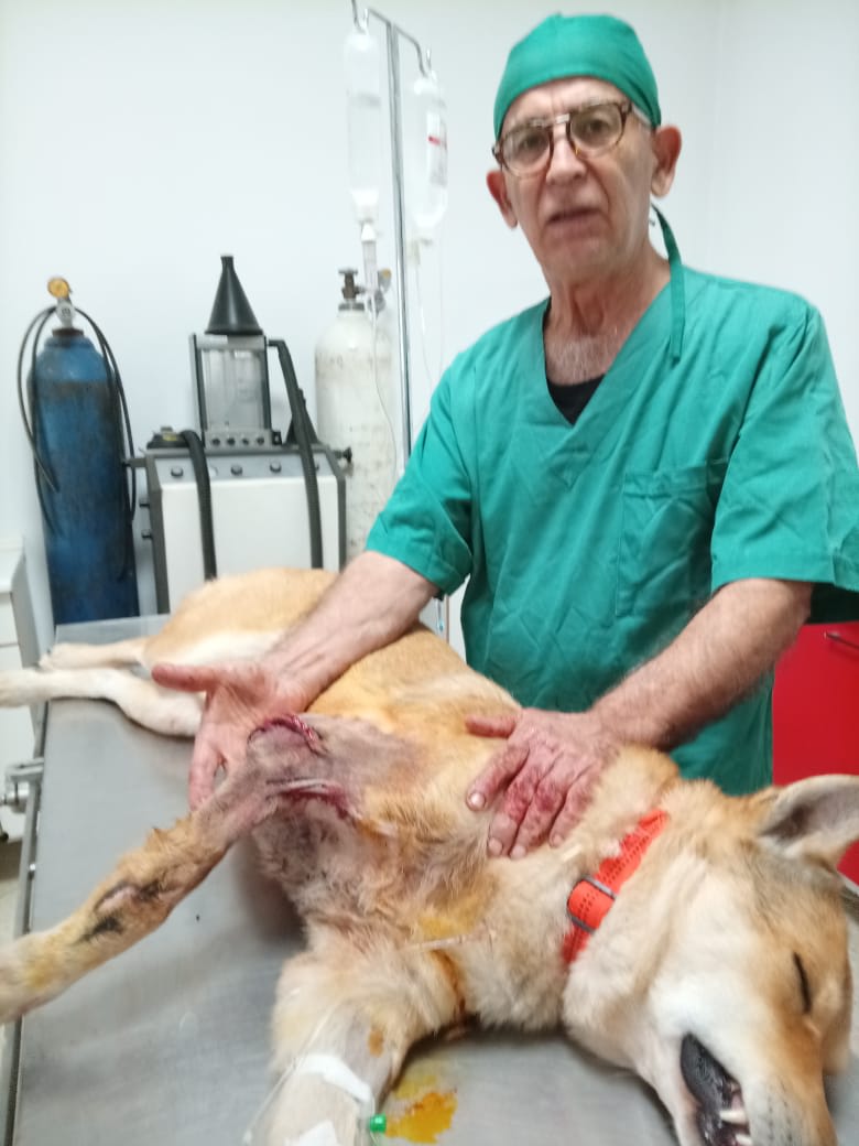 C.H.A.T - Centre Hospitalier Animal de Tunis - Photo 2