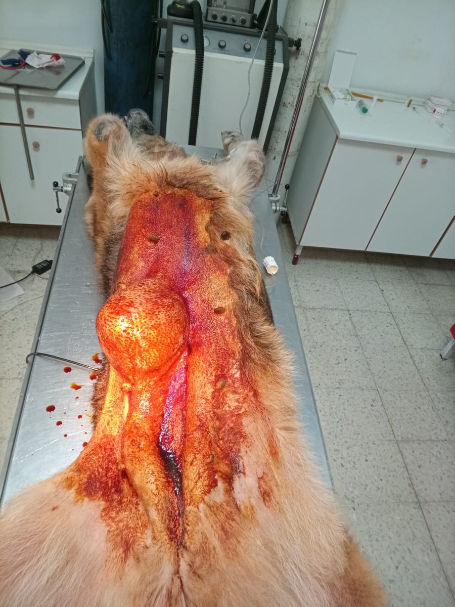 C.H.A.T - Centre Hospitalier Animal de Tunis - Photo 3