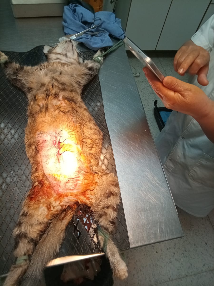 C.H.A.T - Centre Hospitalier Animal de Tunis - Photo 5