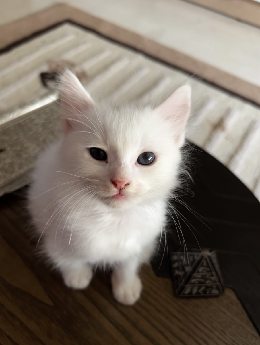 Chaton siamois/ragdoll