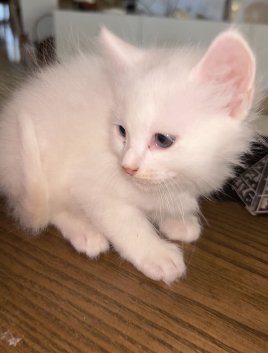 Chaton siamois/ragdoll - Miniature 2