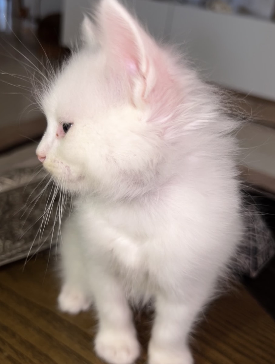 Chaton siamois/ragdoll - Miniature 3