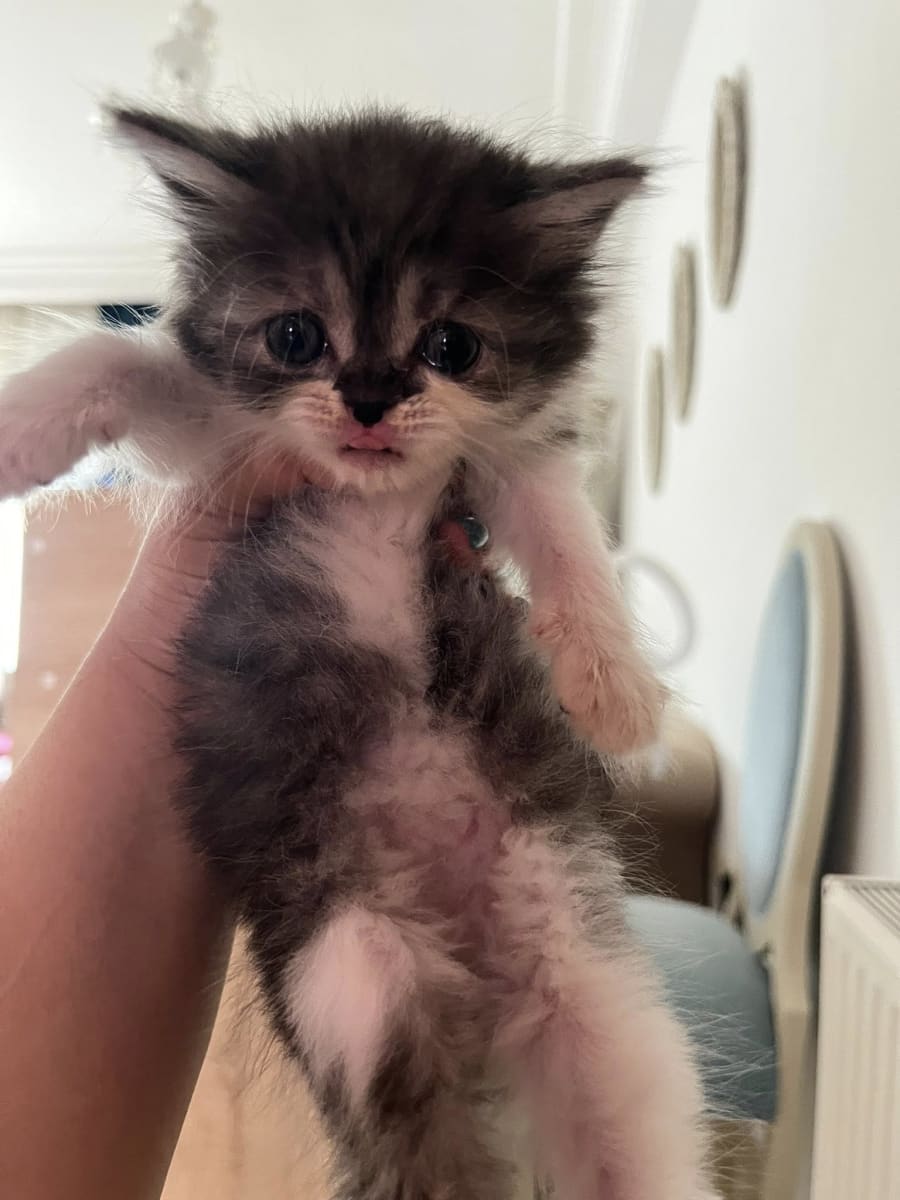 CHATON FEMELLE DE 2 MOIS PERSAN PEAKY FACE
