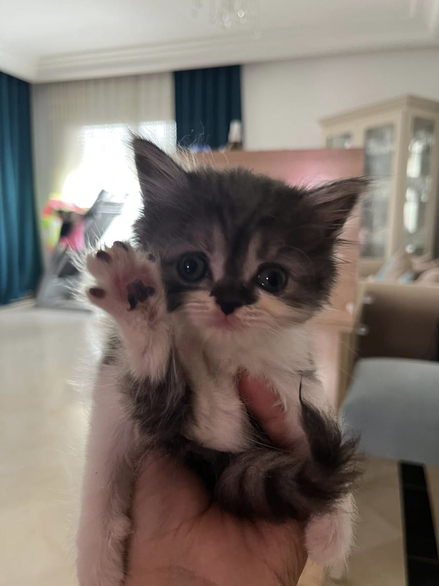 CHATON FEMELLE DE 2 MOIS PERSAN PEAKY FACE - Miniature 2