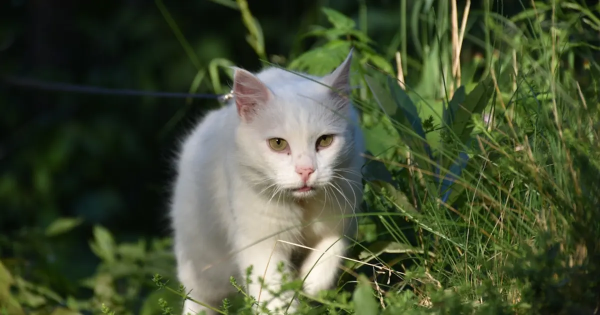 Chat Angora Turc Prix Tunisie 2026 : Guide Complet d'une Race Légendaire