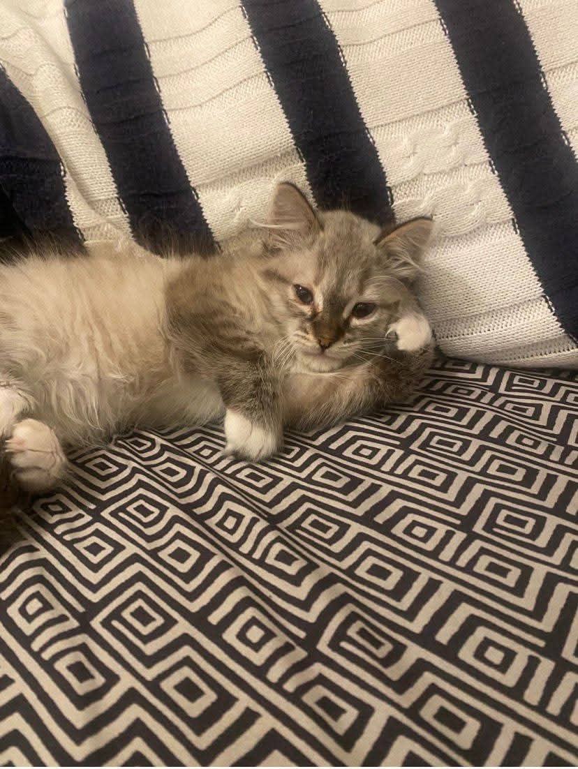 Magnifique chaton fluffy type Ragdoll 😻 très joueur et affectueux a vendre  - Miniature 2