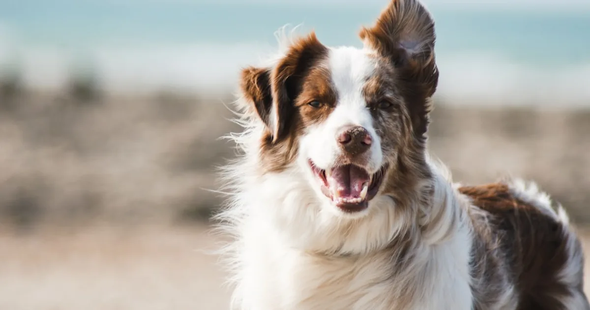 Le Cani Corso en Tunisie : Guide Complet pour un Compagnon Imposant et Fidèle | Animalia.tn