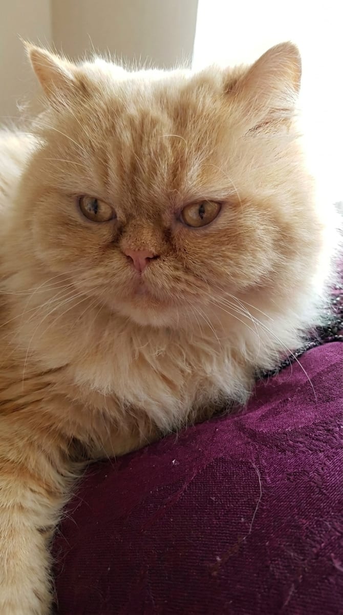 chat persan