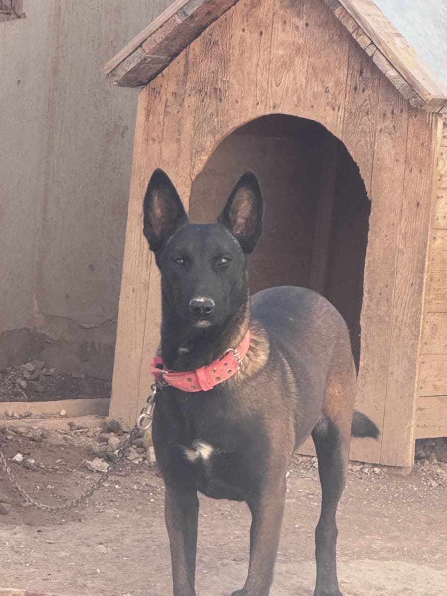 Chien bien dressé