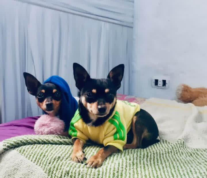 Chiots Chihuahuas 