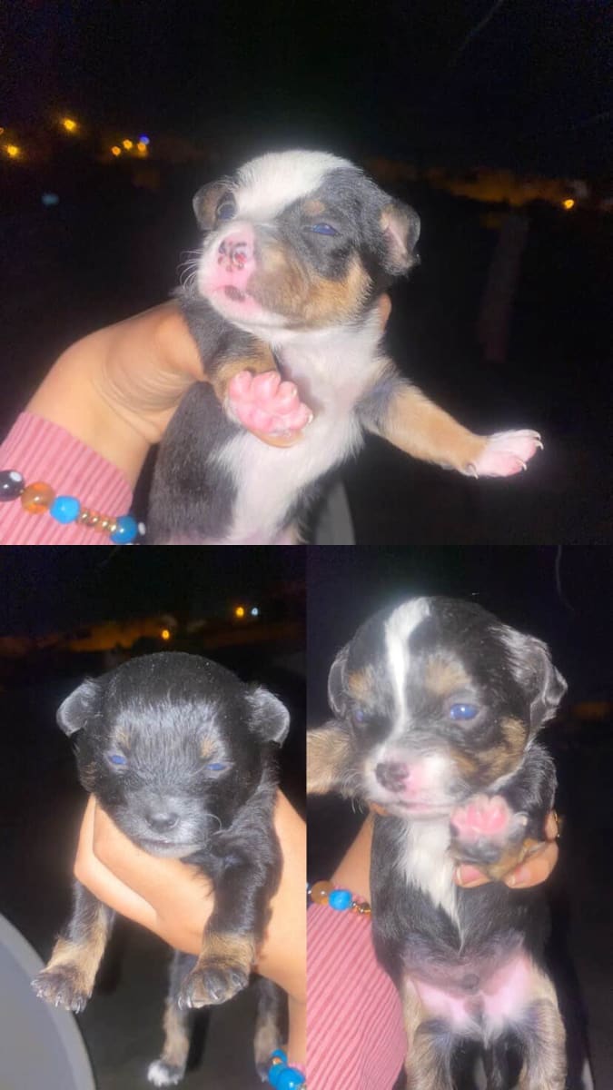 Chiots Chihuahuas  - Miniature 4