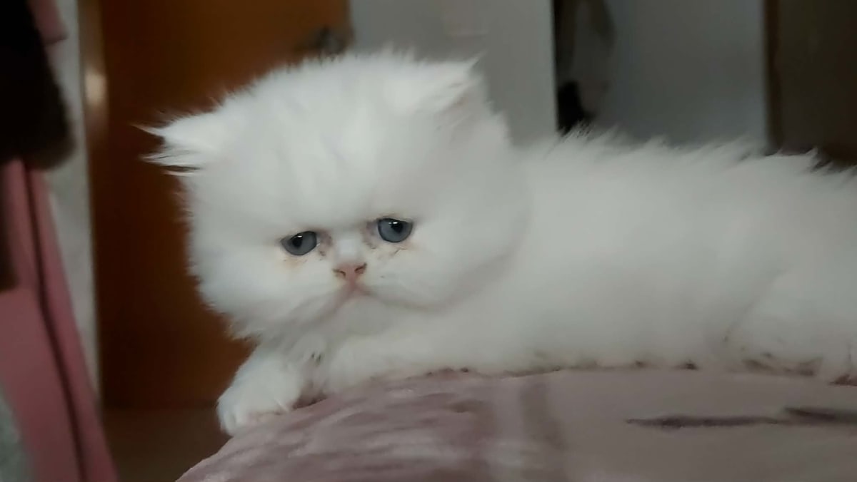 Chaton snow white 