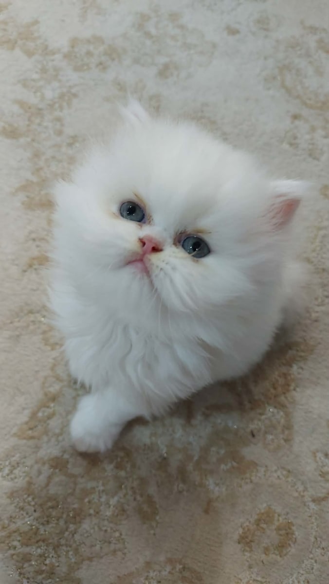 Chaton snow white  - Miniature 2