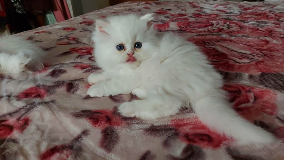 Chaton snow white  - Miniature 3