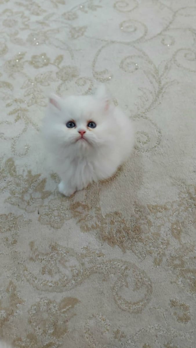 Chaton snow white  - Miniature 4