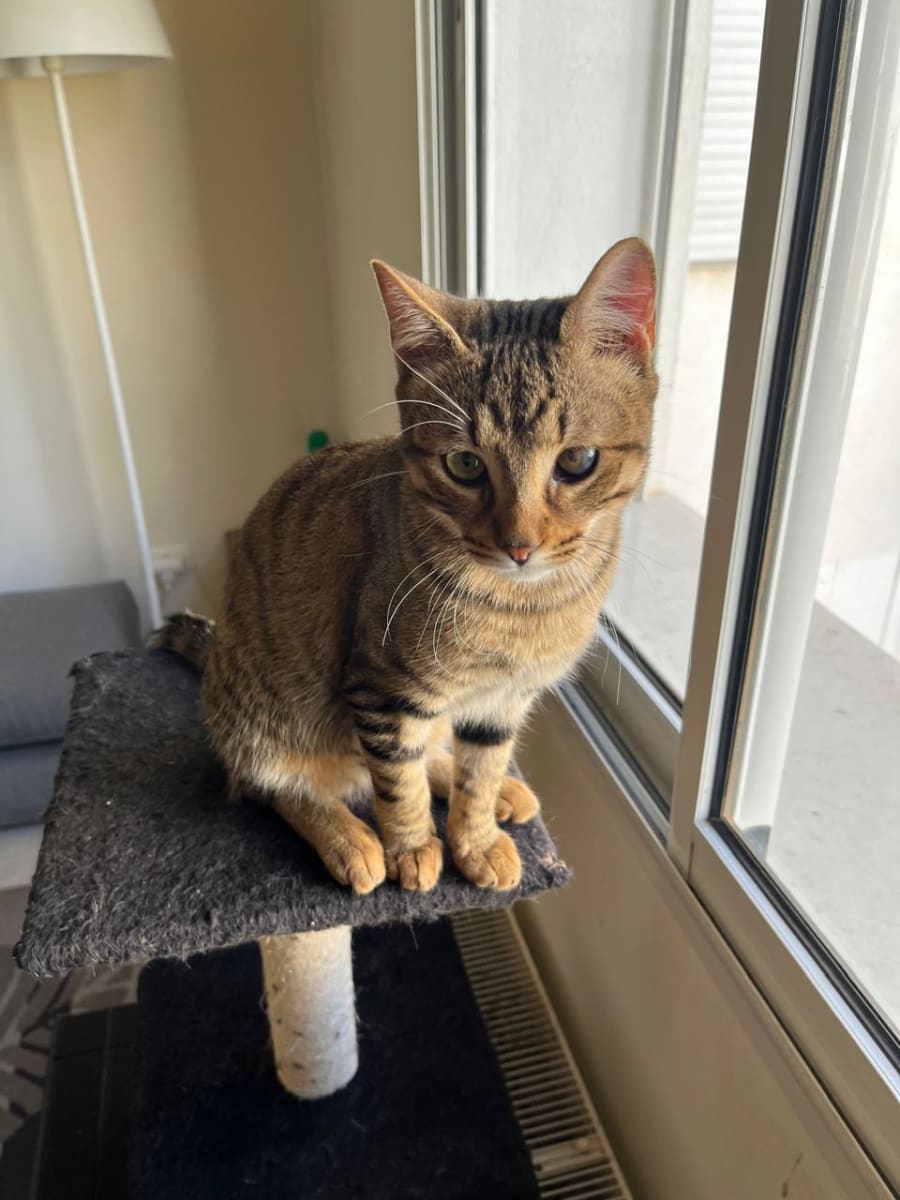 Adorable chaton tigré à adopter