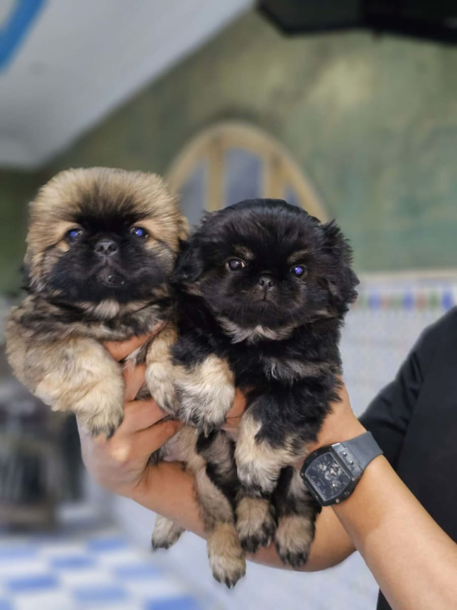 Pekinois