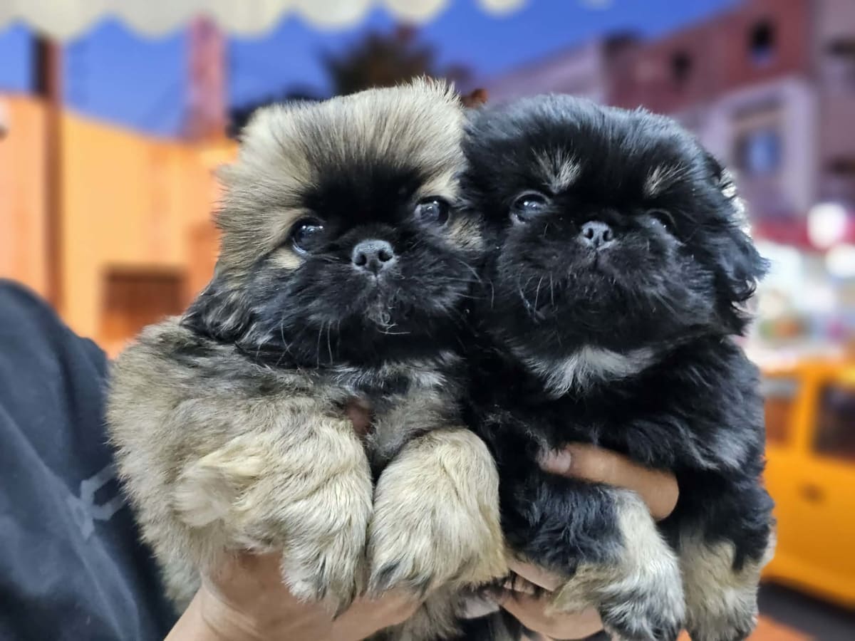 Pekinois - Miniature 2