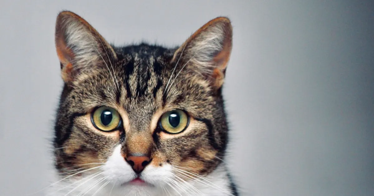 Le Vrai Prix des Chats Angora Turc en Tunisie : Guide Complet 2024