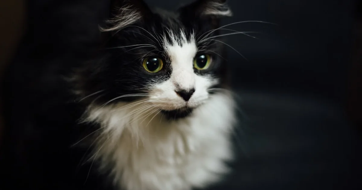 Découvrez le Prix des Chats Angora Turc en Tunisie : Guide Complet Animalia.tn