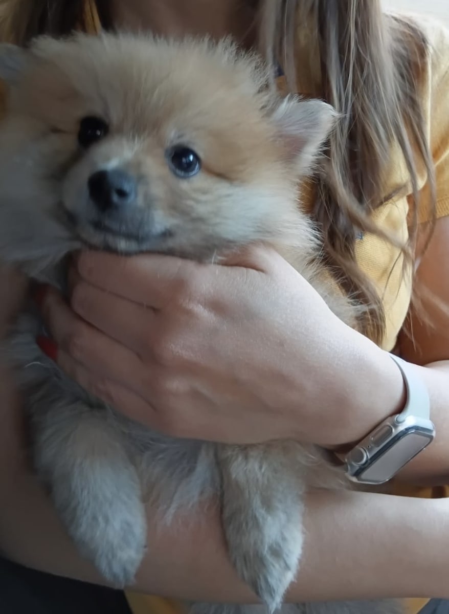 Spitz Pomeranian