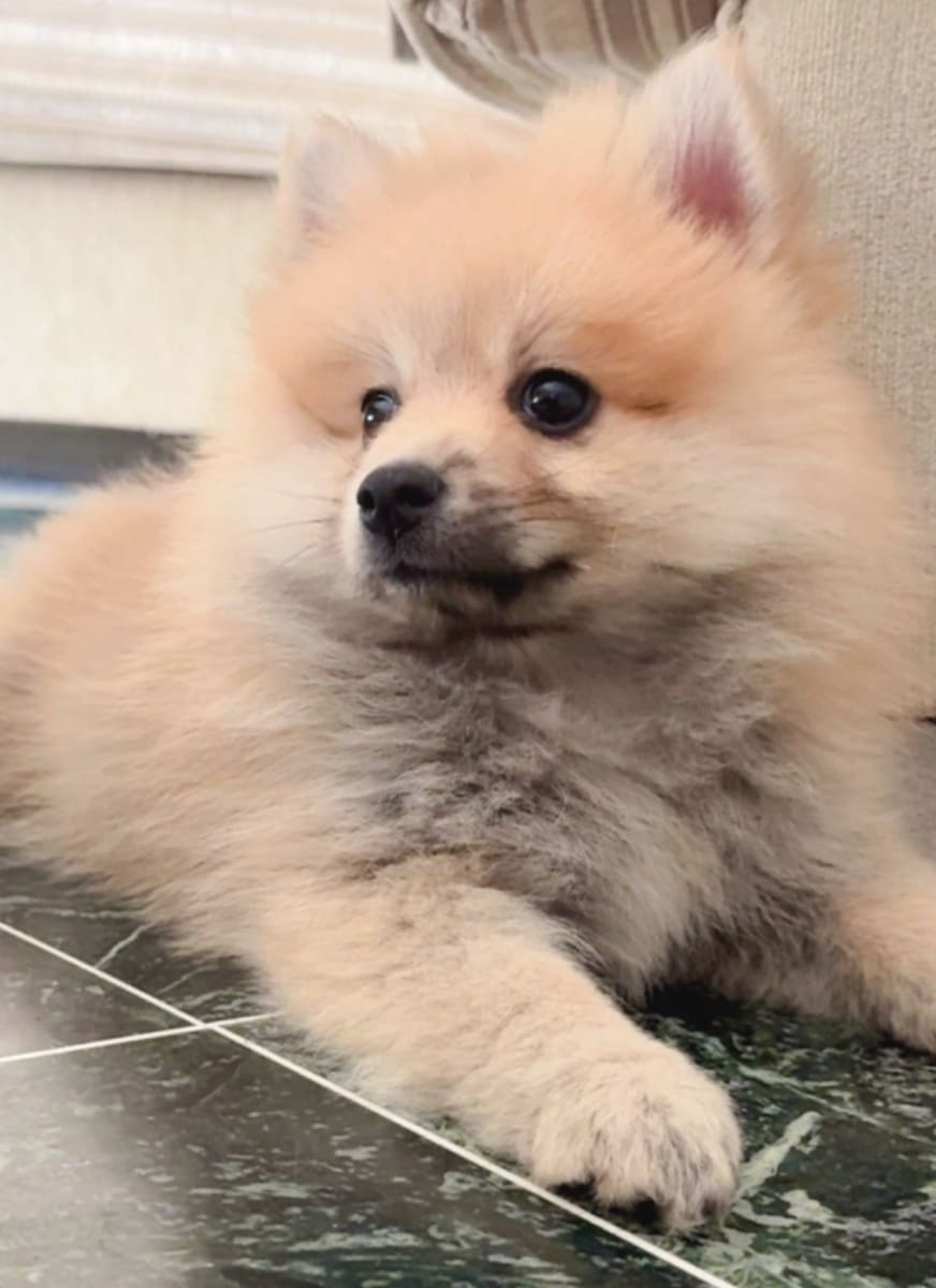 Spitz Pomeranian - Miniature 2
