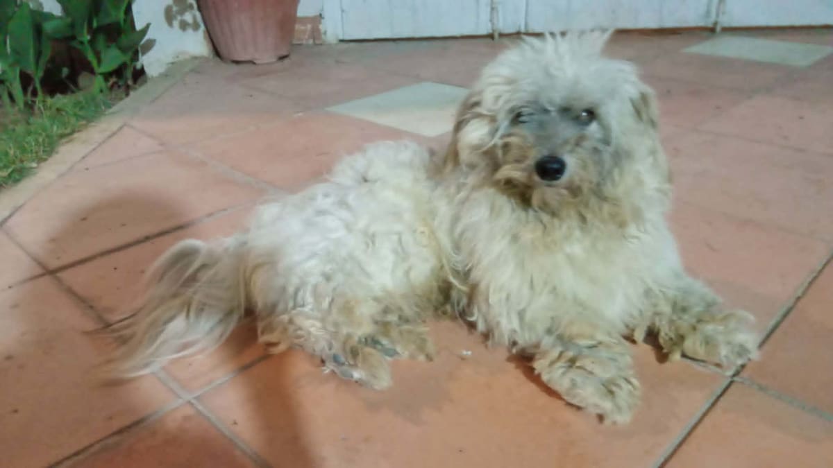 chien à vendre
