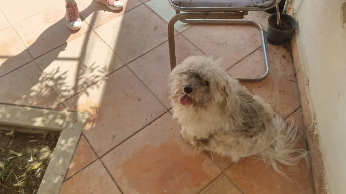 chien caniche croisè à vendre