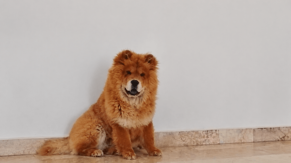 Chiot puppy Chow Chow