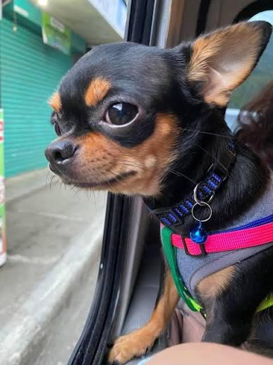 Chiot Chihuahua